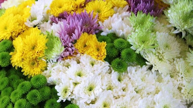 Сорта хризантем