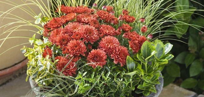 Составляем букет из хризантем