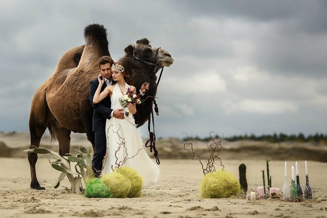 свадебная церемония в египте 3