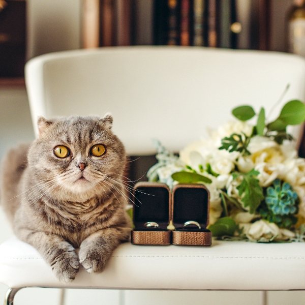 свадебное фото с котом