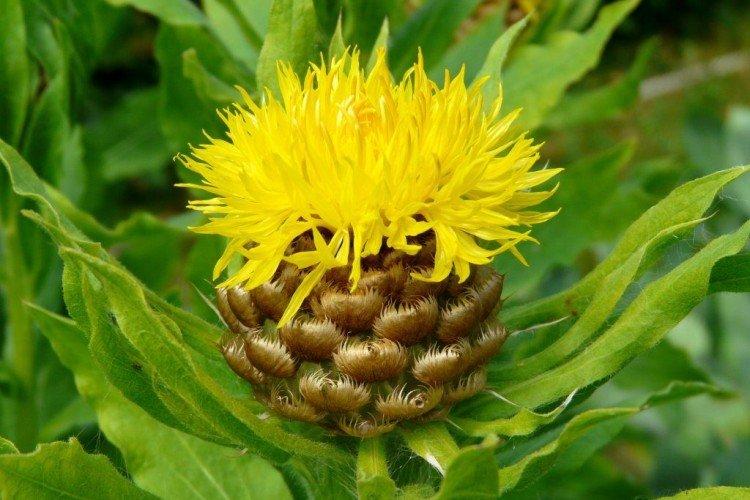 Васильки – фото