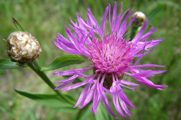 Васильки – фото