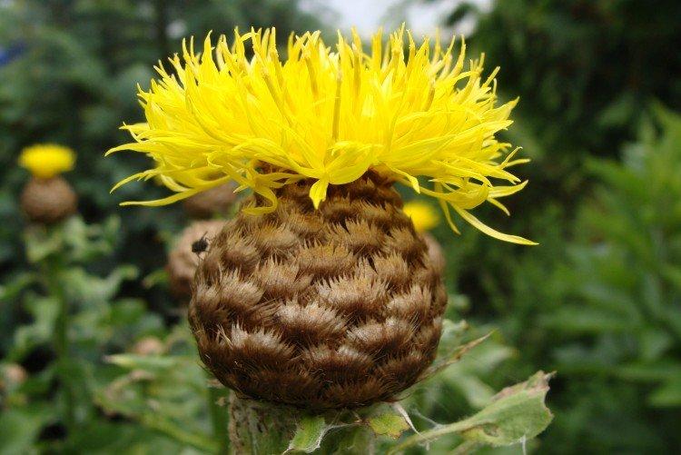 Васильки – фото