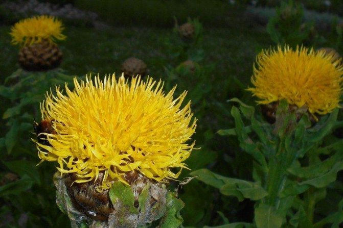 Васильки – фото