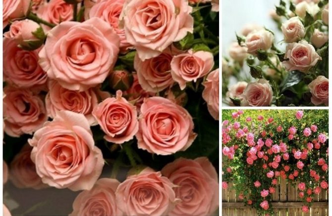 Виды кустовых роз