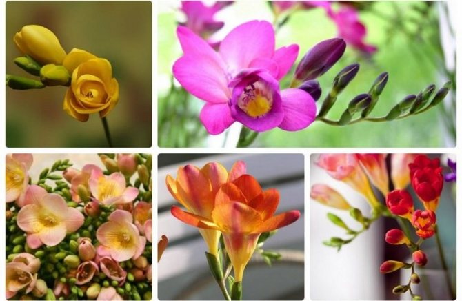 Яркие фрезии