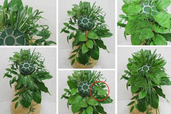 Ярусы каскада