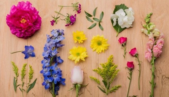 Язык цветов