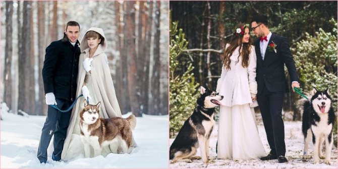 Задействуйте красивых животных