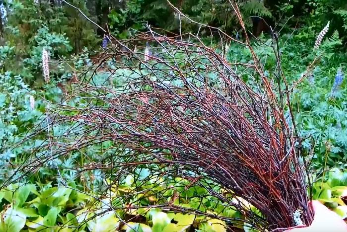 Заготовка веток для создания поделок