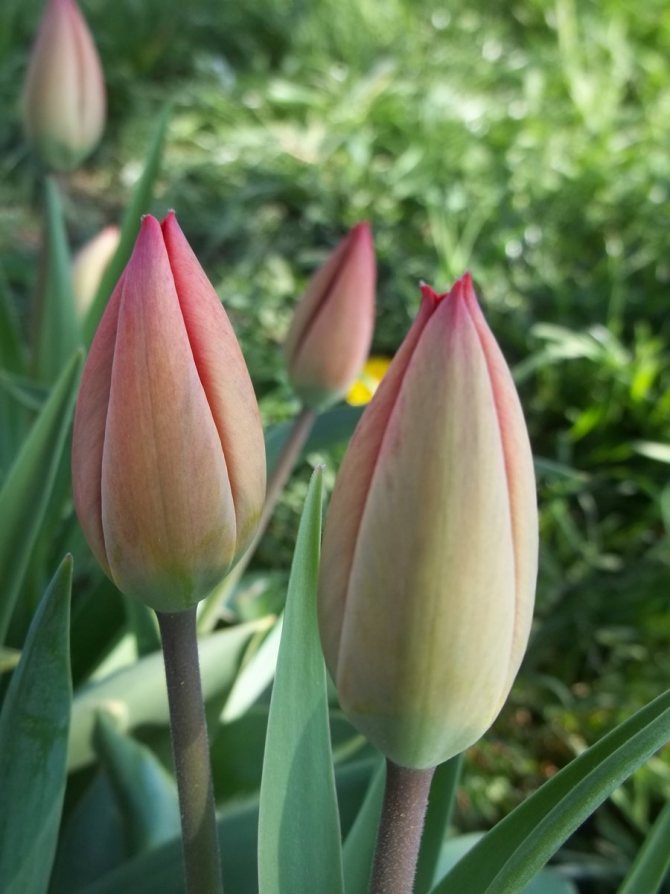 закрытые бутоны тюльпанов