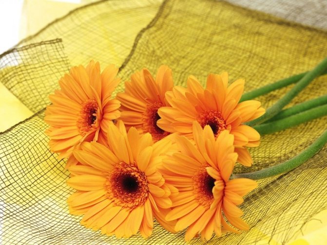 Желтые герберы