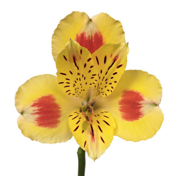 желтый цветок для букета невесты