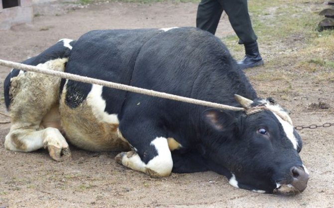 Жертвоприношение быка